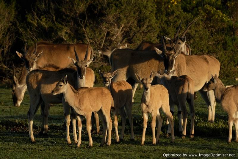Buck at De Hoop